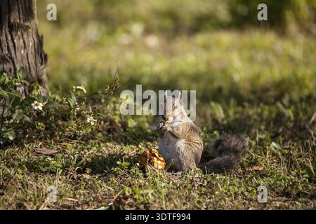 Brown Little Shermans fox squirrel Sciurus niger shermani sits on the grass to eat in Liberty Park, Naples, Florida Stock Photo