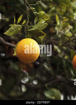 Oranges hang from a tree in a sunny garden Stock Photo - Alamy