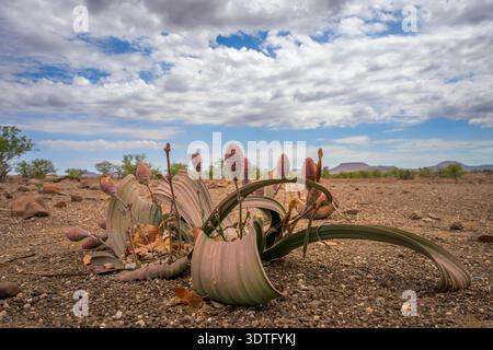 Female Welwitschia plant (Welwitschia mirabilis) close up, Damaraland, Namibia. Stock Photo