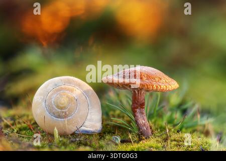 Empty snail shell lying on green moss next to a small brown mushroom in a forest Stock Photo