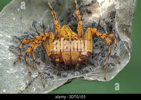 Extreme macro detail dorsal view of an orange Hamadruas lynx spider protecting its hatched spiderlings on a web, Central Java, Indonesia. Stock Photo