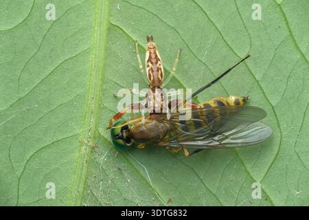 Extreme macro detail dorsal view of an Itata jumping spider using its robust front legs to consume a winged fly prey, Central Java, Indonesia. Stock Photo