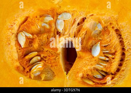 closeup cut in half pumpkin with seeds Stock Photo