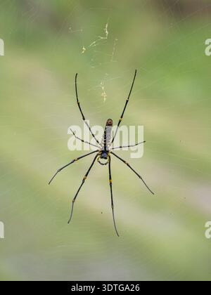 Closeup view of female nephila pilipes spider (ventral side) aka northern or giant golden orb weaver isolated on its web on natural background Stock Photo