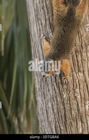 Upside down Southern fox squirrel Sciurus niger perches on a tree in Naples, Florida Stock Photo