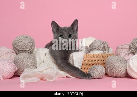 Cute russian blue kitten lying in a basket with balls of wool  on a pink background looking at the camera Stock Photo