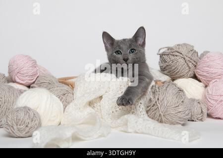 Cute russian blue kitten lying in a basket with balls of wool  on a white background looking at the camera Stock Photo