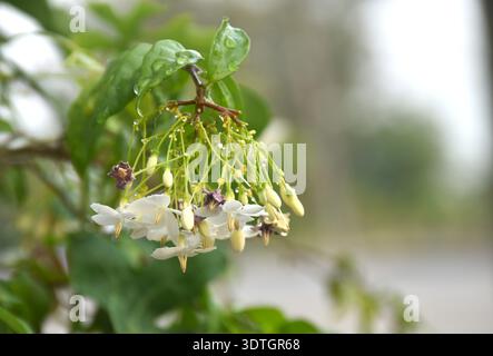wild water plum white flower with drop of water hanging on branch flowing from wind blow in garden Stock Photo
