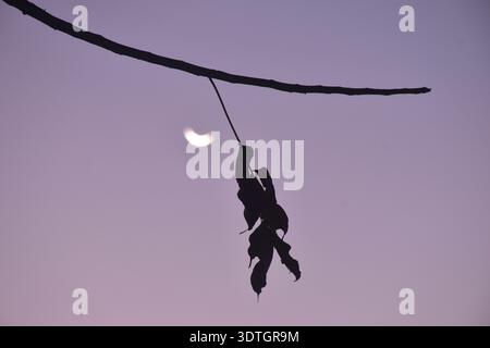half moon floating on sky with silhouette dry mango leaf background Stock Photo