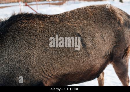 Deer body, fur close up Stock Photo