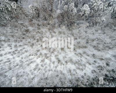 Aerial view of a winter forest shows a circular clearing ringed by snow laden conifers, with saplings and tall spruces in soft daylight, symmetry pres Stock Photo