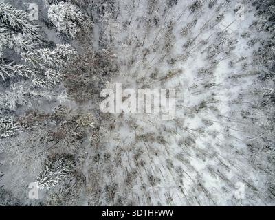 Aerial view shows a circular clearing ringed by snow laden conifers and leafless saplings radiating inward, fresh snowfall on branches, soft diffuse d Stock Photo