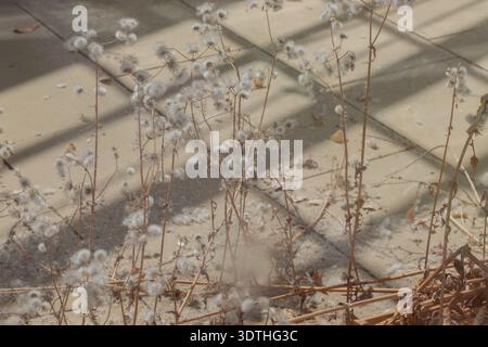 Golden light filters down to create a serene atmosphere, casting sharp, geometric shadows across a cluster of wild Asteraceae. These dandelions, now i Stock Photo