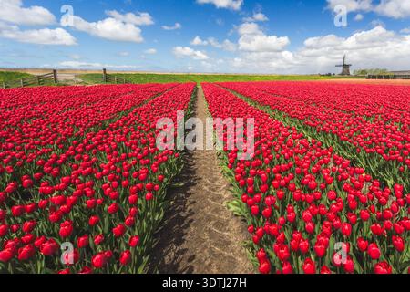 Red tulip fields with traditional windmill in the Netherlands under blue sky Stock Photo