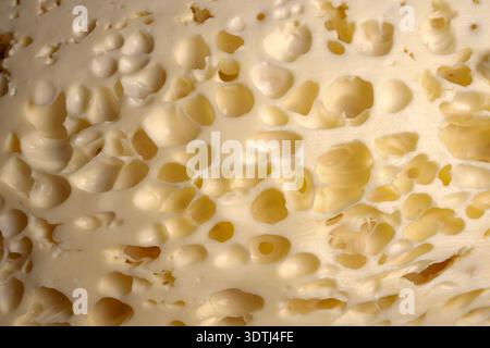 Close-up macro of swiss cheese with many holes and creamy yellow texture, lit from side to show depth Stock Photo