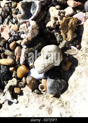 Close-up of coastal shingle beach with mixed pebbles, smooth stones, and sea shells under bright sunlight, Marina di Latina, Italy Stock Photo