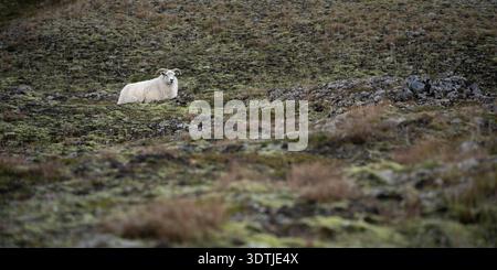 White ram resting in the middle of harsh landscape covered by rocks and lichen, Highlands, Iceland Stock Photo
