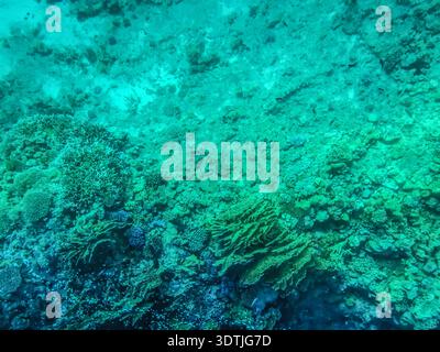 Life on the seabed of the Red Sea at depth. Turquoise clean aqua background. View of coral reefs and algae through transparent water Stock Photo