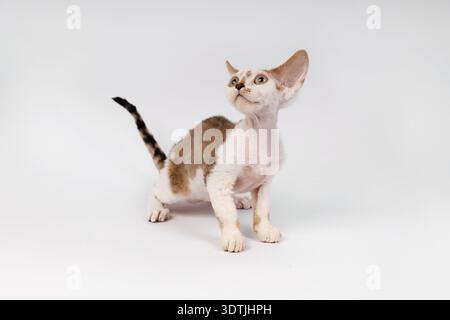Playful Devon Rex Kitten Looking Up with Interest Stock Photo