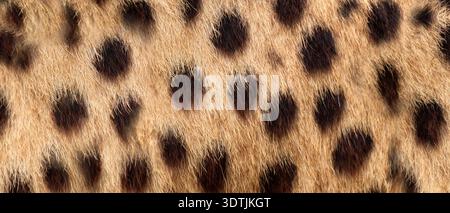 Detailed cheetah fur texture banner with natural spotted pattern ideal for background or textile design. Close up wildlife texture of cheetah spotted Stock Photo