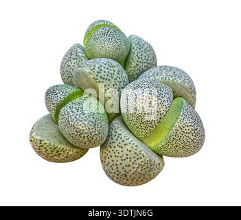 Green Succulent plant Lithops (Pleiospilos nelii) or living stone isolated on white background with clipping path. Floral design element. Stock Photo