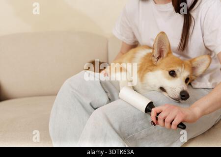 Close-up of pet owner using lint roller to clean dog fur from clothing while sitting with corgi on sofa. Domestic pet care and home hygiene concept. Stock Photo