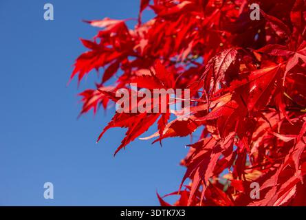 Japanese maple tree with red maple leaves over blue sky with copy space. Red maple leaves in autumn background. Stock Photo