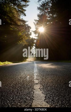 A low-angle shot of a straight asphalt road cutting through a dense forest at dawn or dusk. The sun, positioned high in the frame, emits a strong, sta Stock Photo