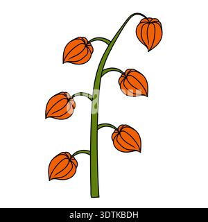 A branch of physalis with six flowers in cartoon style. Vector illustration isolated on a white background. Stock Vector