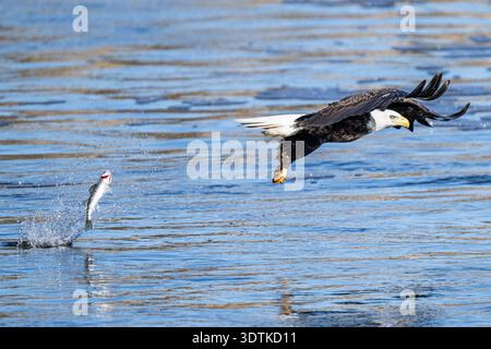 Bald Eagle fishing & flying close up - American Haliaeetus leucocephalus water closeup - soaring at Conowingo Dam on Susquehanna River United States Stock Photo