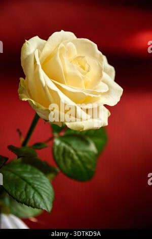 A close-up, vertical shot of a single pale yellow or cream-colored rose, positioned slightly off-center to the right, against a rich, dark red backgro Stock Photo
