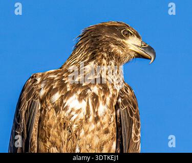 Juvenile Bald Eagle perch close up - perched American Haliaeetus leucocephalus - detail closeup at Conowingo Dam Stock Photo