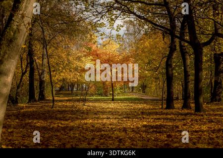 A solitary tree with bright orange foliage contrasts with the surrounding golden and yellow hues of autumn in a park setting Stock Photo