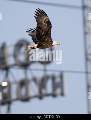 Bald Eagle fishing & flying close up - American Haliaeetus leucocephalus water closeup - soaring at Conowingo Dam on Susquehanna River United States Stock Photo