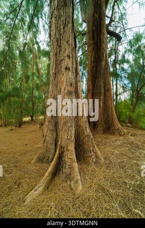 Thick, rough, brown bark of Australian pine, Casuarina equisetifolia, trunks with dry yellow needles in a summer forest in Florida, USA. Stock Photo