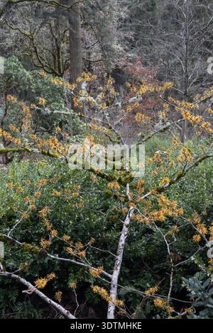 Hamamelis mollis 'Coombe Wood' - witch hazel in winter. Stock Photo
