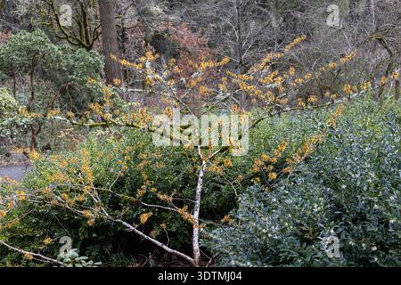 Hamamelis mollis 'Coombe Wood' - witch hazel in winter. Stock Photo