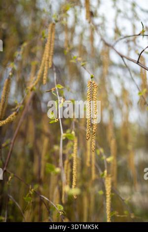Earrings on hazel branches closeup in early spring. Hazelnut flowering in march, april in park Stock Photo