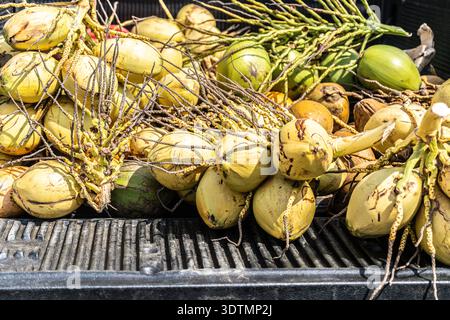 Pile of Coconuts on tropical island Stock Photo