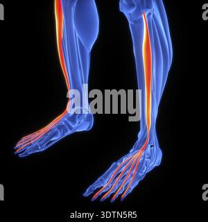 Extensor digitorum longus muscle, illustration Stock Photo - Alamy