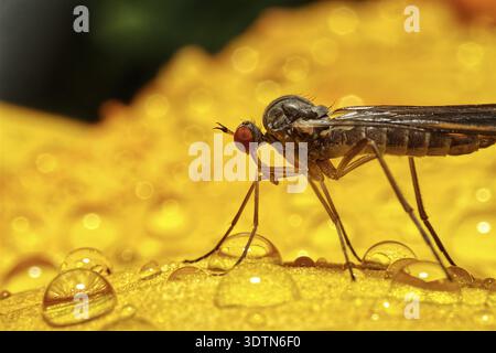 Macro of a mosquito on a petal with colorful rain drops Stock Photo