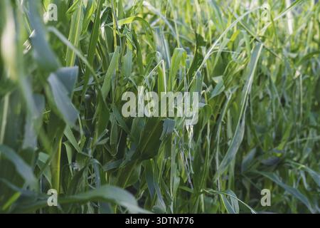 Detail of a corn field damaged by a hail storm caused by more extreme weather situations due to climate change, Austria Stock Photo