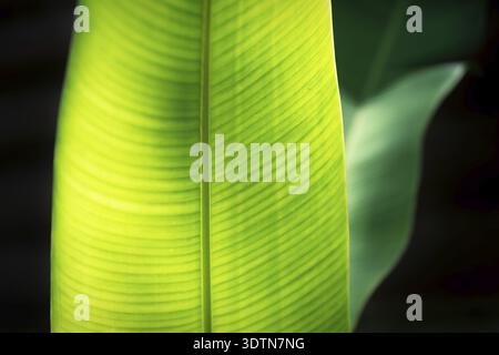 Closeup of two yellow green heliconia leaves lighted by sun from the back Stock Photo