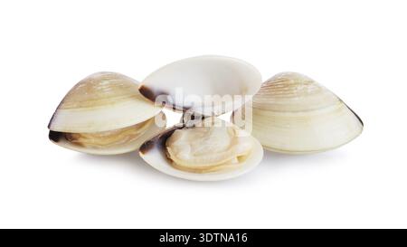 Three fresh opened and closed clams shell isolated on white background Stock Photo