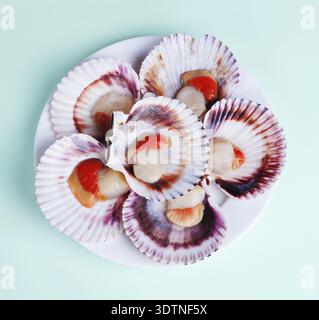 Half a dozen fresh opened scallop shell on white plate isolated on light background Stock Photo