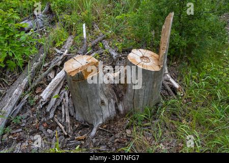 Stump on the green grass in the forest. Fresh stump in the summer park. Stock Photo