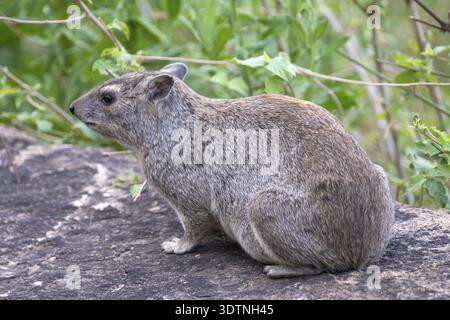 Rock hyrax (Procavia capensis), also known as desert hyrax or rock badger, Lake Manyara National Park, Tanzania Stock Photo