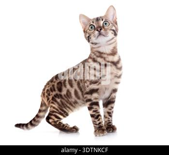 bengal cat in front of white background Stock Photo