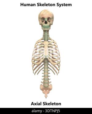 Human Skeleton Axial Skeleton Anatomy 3D Illustration Stock Photo - Alamy