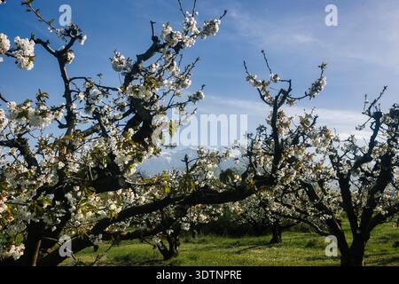Rachi, Pieria, Greece. Blooming cherry trees in neat orchard rows during springtime, with white blossoms and mountain backdrop. Stock Photo